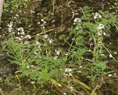 Hottonia palustris