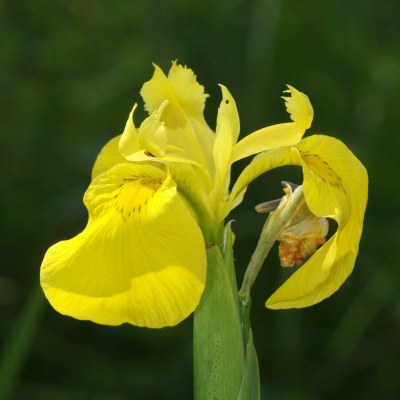 Iris pseudacorus