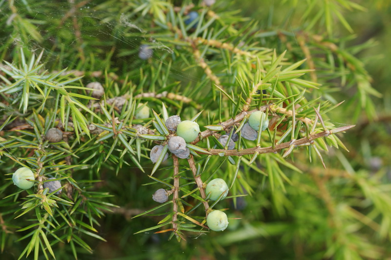 Juniperus communis