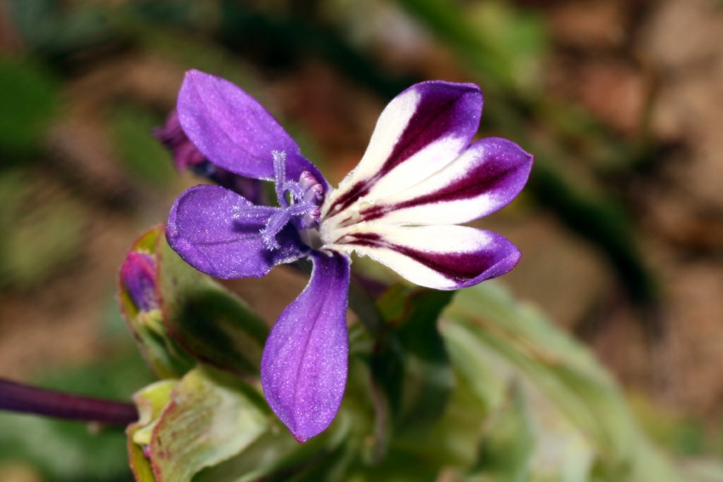 Lapeirousia jacquinii