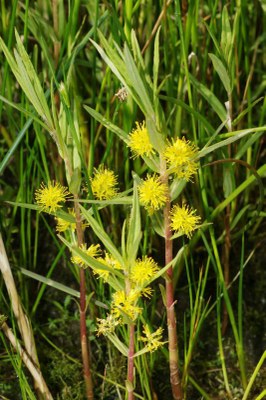 Lysimachia thyrsiflora