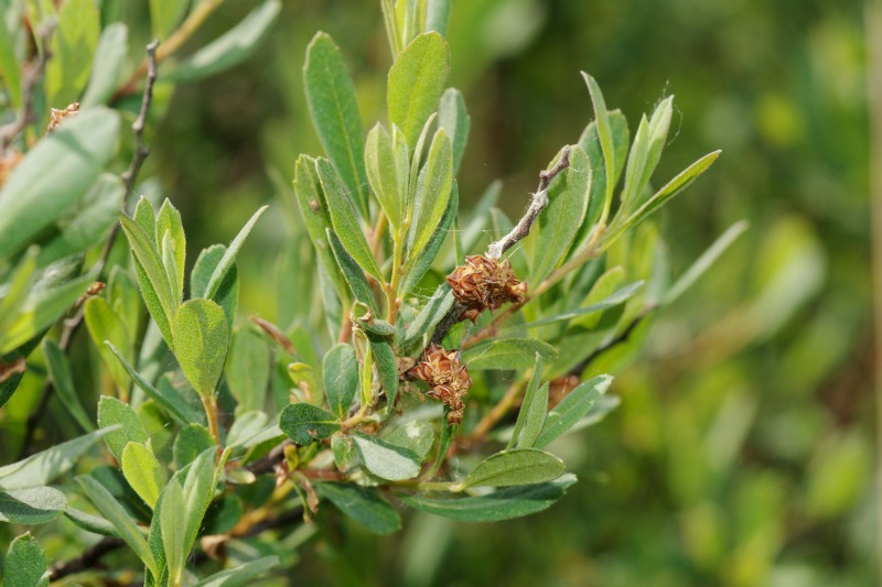 Myrica gale