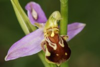 Ophrys apifera