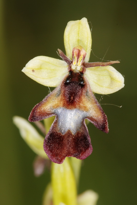 Ophrys insectifera1