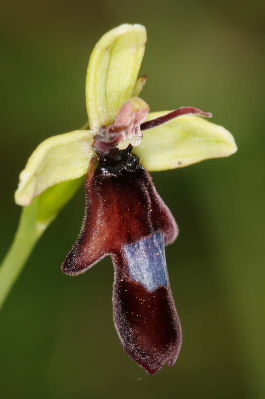 Ophrys insectifera2