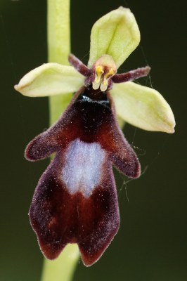 Ophrys insectifera3