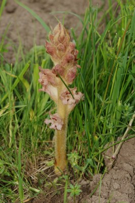 Orobanche caryophyllacea