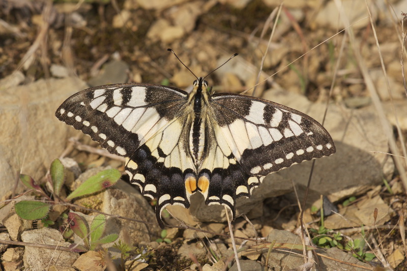 Papilio machaon