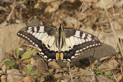 Papilio machaon