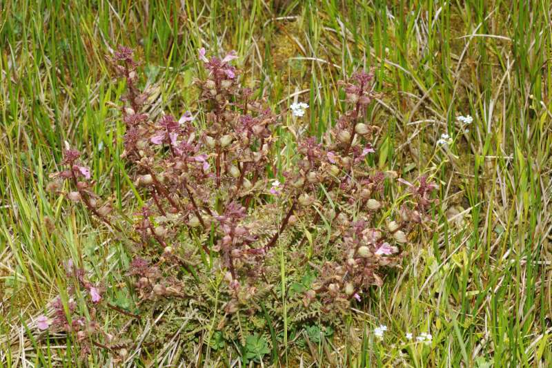 Pedicularis palustris