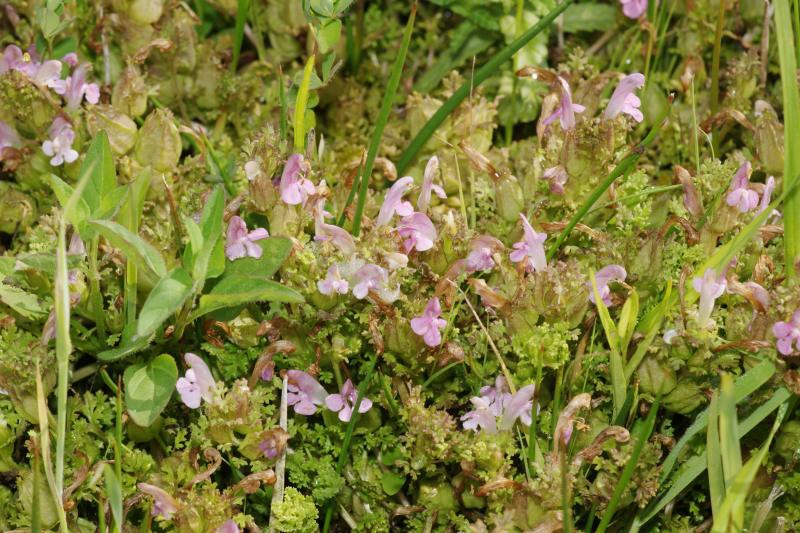 Pedicularis sylvatica