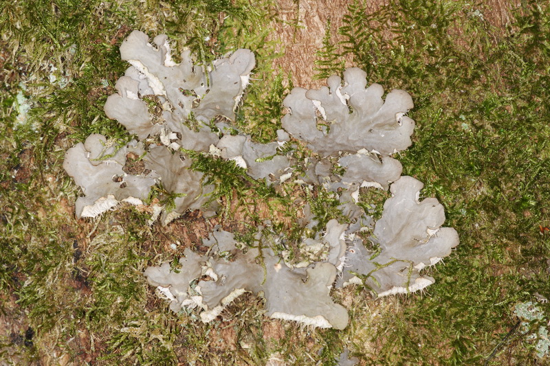 Peltigera praetextata