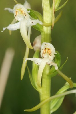 Platanthera chlorantha