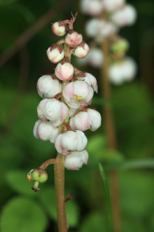 Pyrola minor1