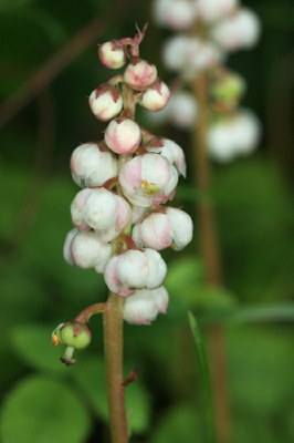 Pyrola minor1