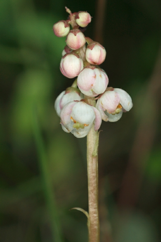 Pyrola minor2