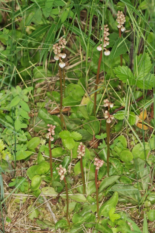 Pyrola minor3