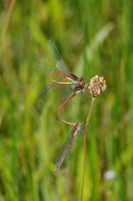 Pyrrhosoma nymphula