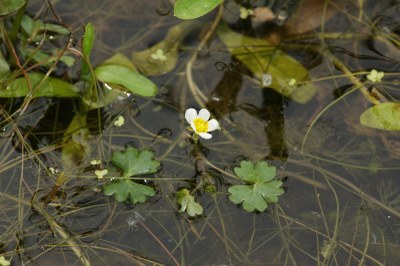 Ranunculus peltatus