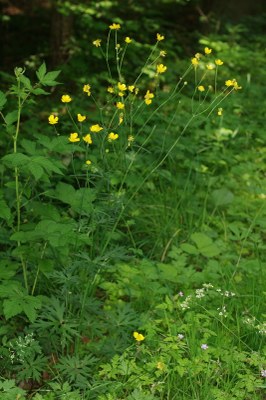 Ranunculus polyanthemos.