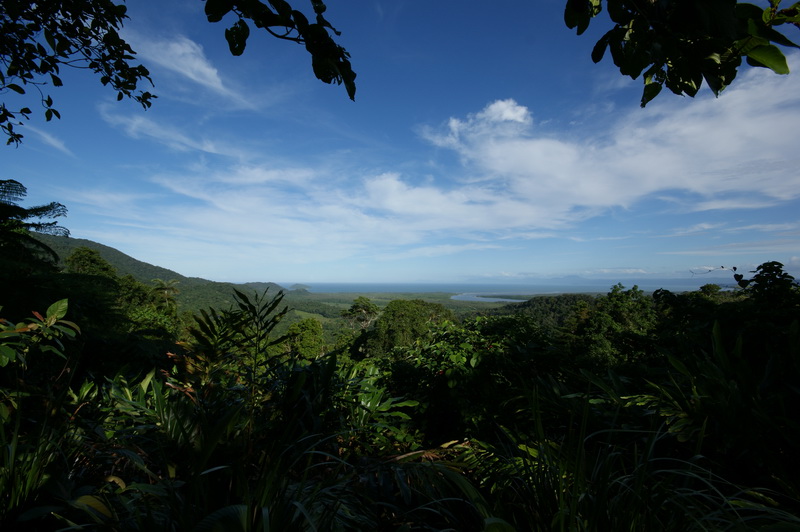 Regenwald des Daintree National Park