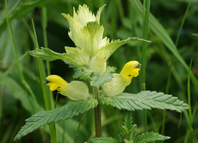 Rhinanthus alectorolophus