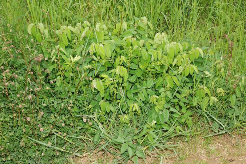 Sanguisorba minor und officinalis