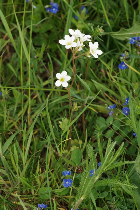 Saxifraga granutata