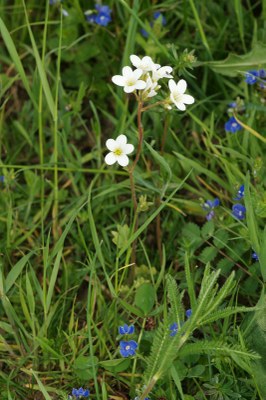 Saxifraga granutata