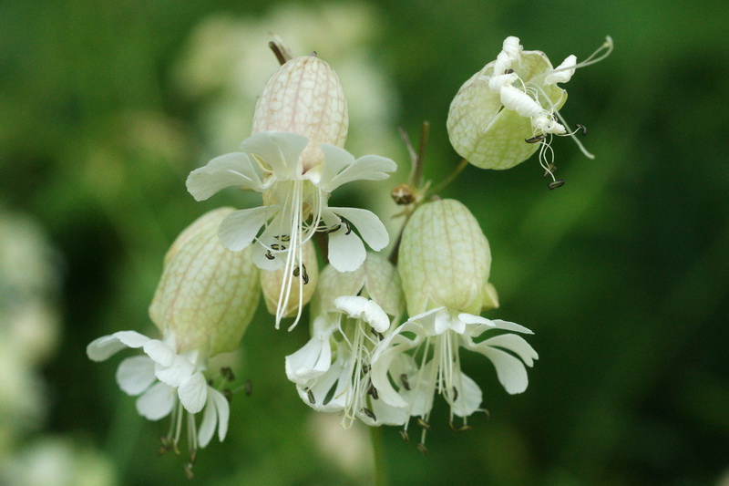 Silene vulgaris