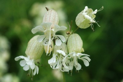 Silene vulgaris