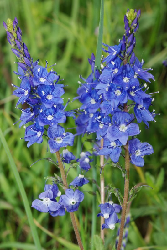 Veronica teucrium