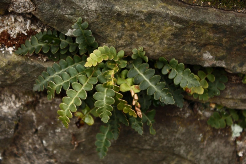 Asplenium ceterach