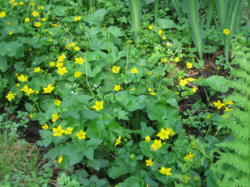 Caltha palustris