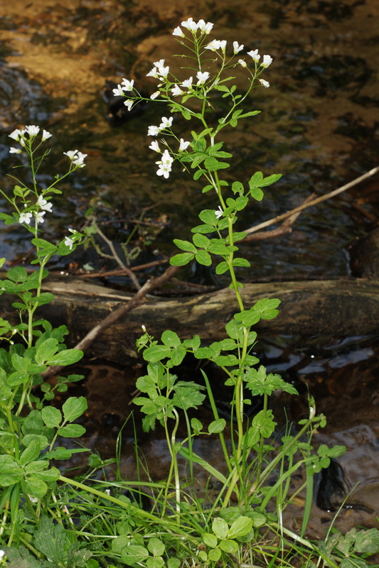 Cardamine amara