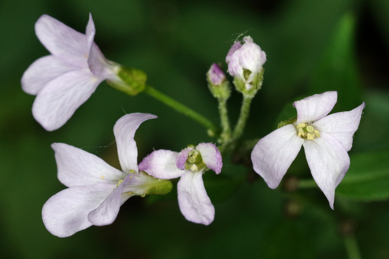 Dentaria bulbifera