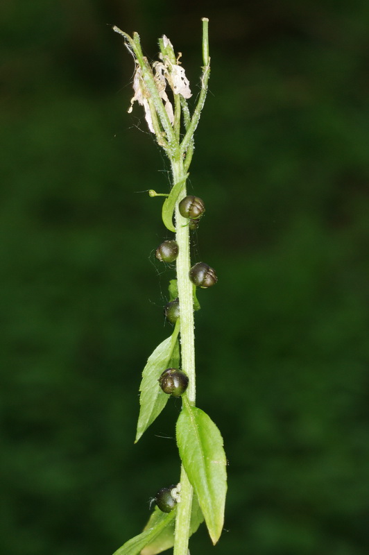 Dentaria bulbifera