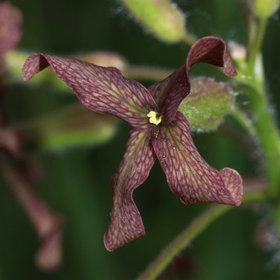 Hesperis tristis