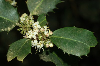 Ilex aquifolium