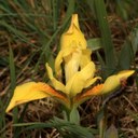 Iris humilis