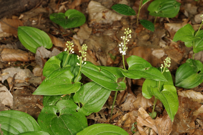 Maianthemum bifolium