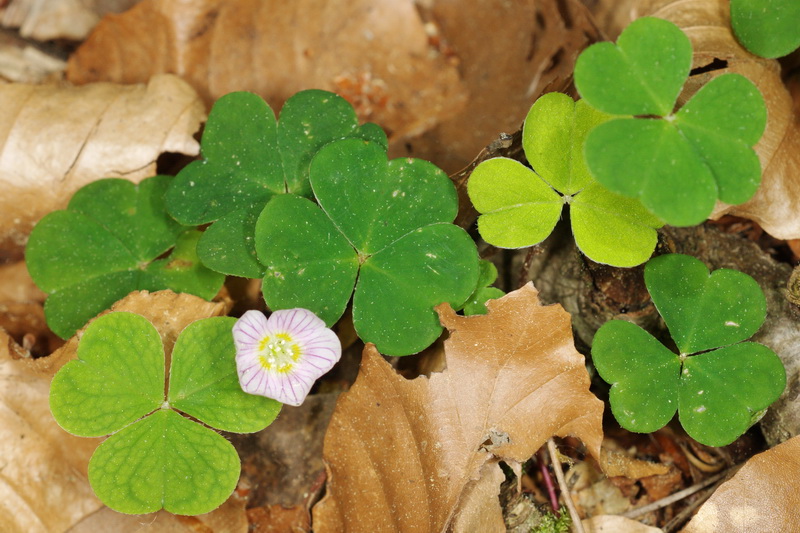 Oxalis acetosella