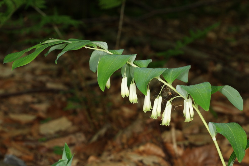 Polygonatum multiflorum