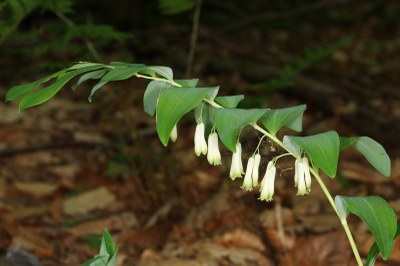 Polygonatum multiflorum