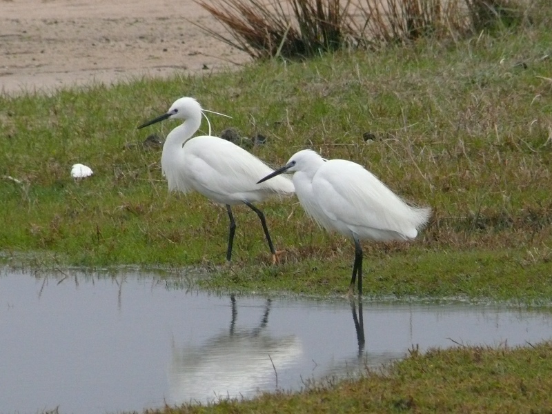 Seidenreiher