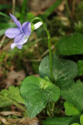 Viola riviniana