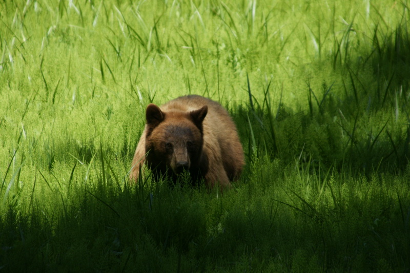 Blonder Schwarzbär