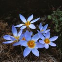 Crocus antalyensis