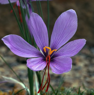 Crocus sativus