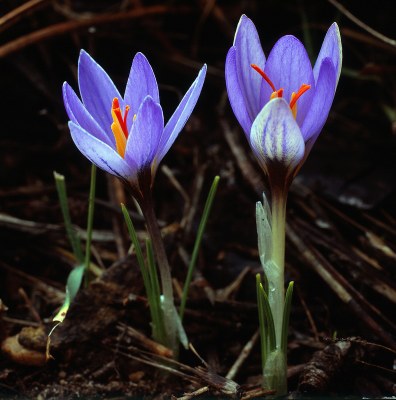 Crocus yataganensis